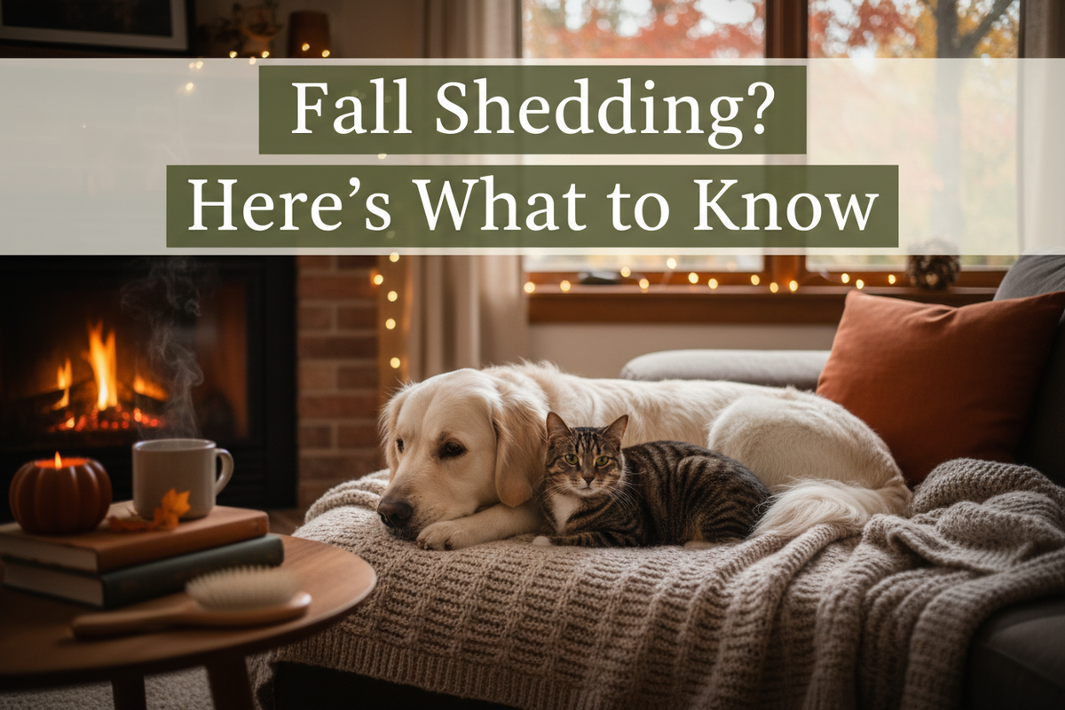 Why Is My Pet Shedding More in Fall? What Pet Parents Should Know